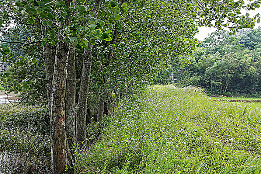 rong bach kim 88 99