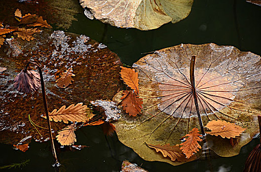 3 càng chuẩn