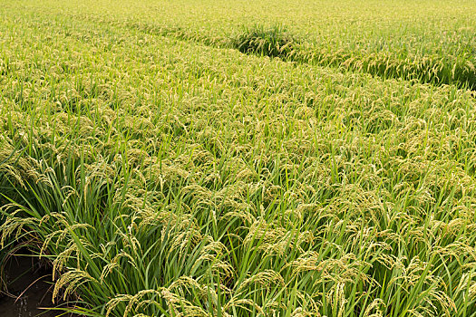 soi cầu đề chuẩn